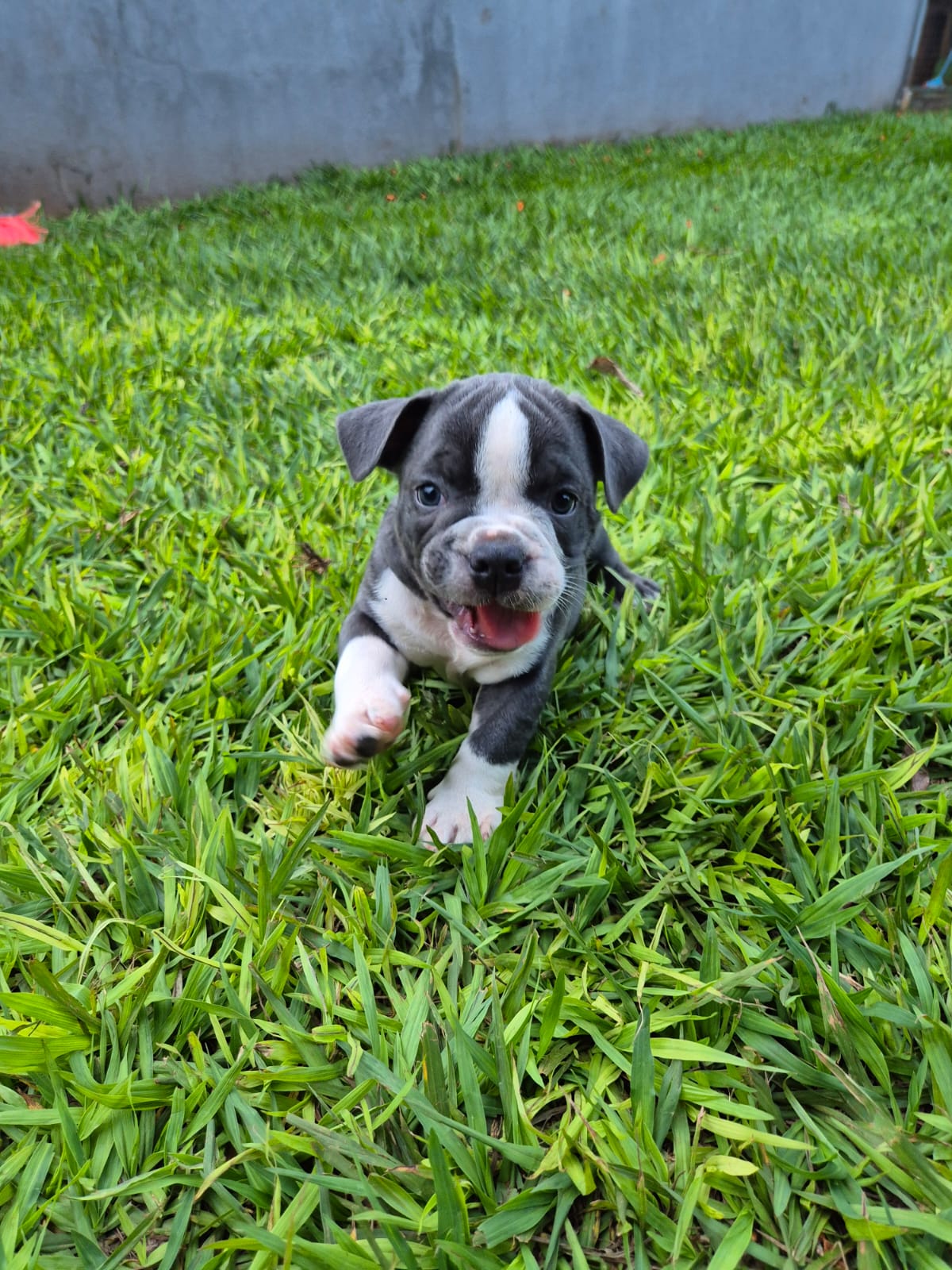 Portal Vendocão Filhotes de American Bully  Sertanópolis