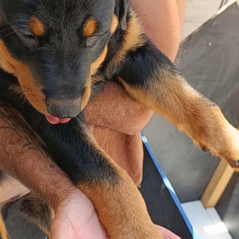 Filhote de Rottweiler com 3 Meses à Venda 🐶 | Lindo, Forte e Saudável