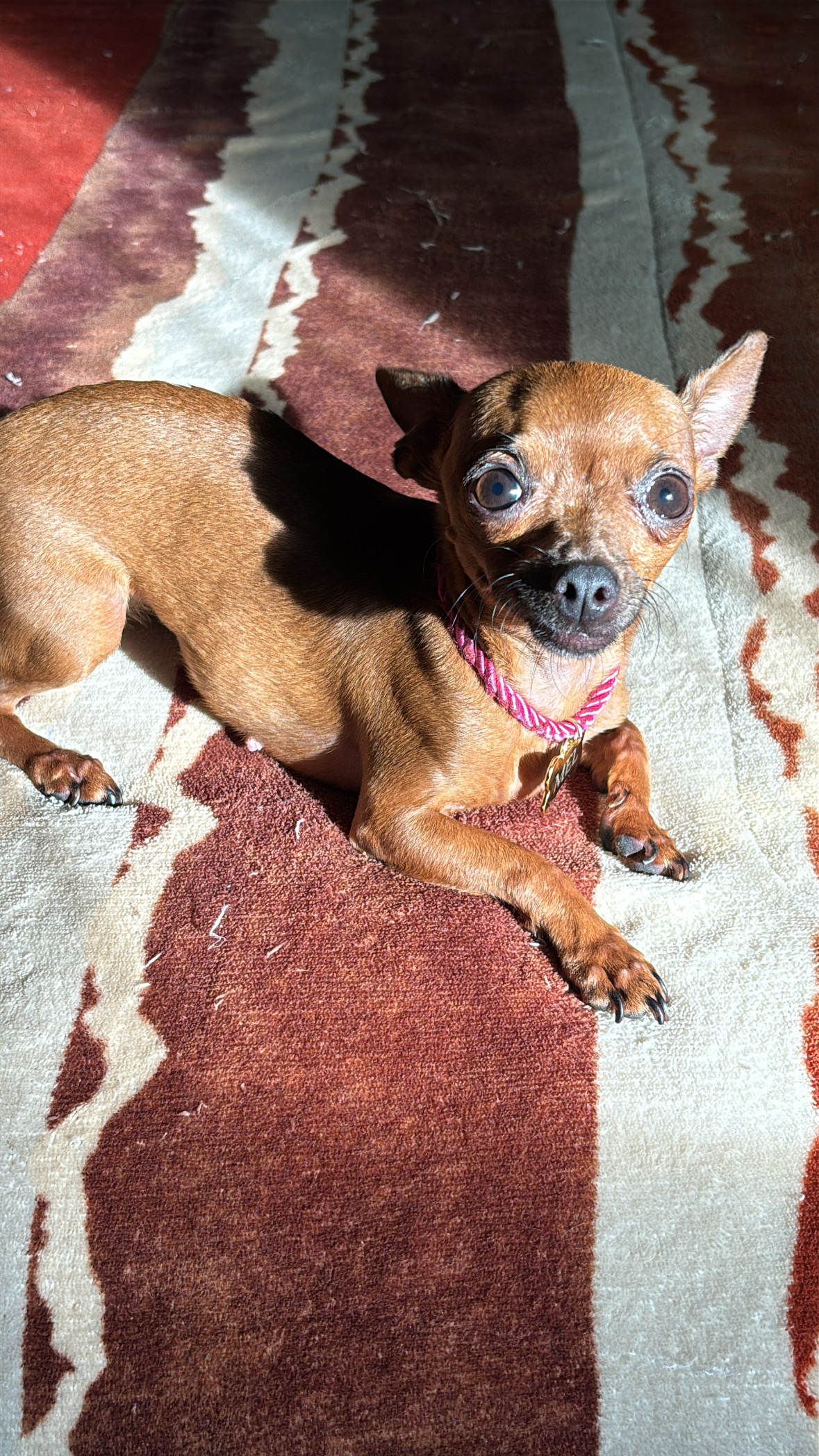 Pinscher 0 fêmea  - Foto 2