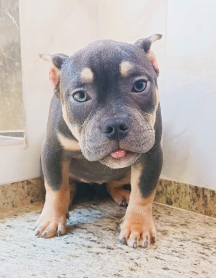 EXOTIC BULLY A VENDA - Foto 3