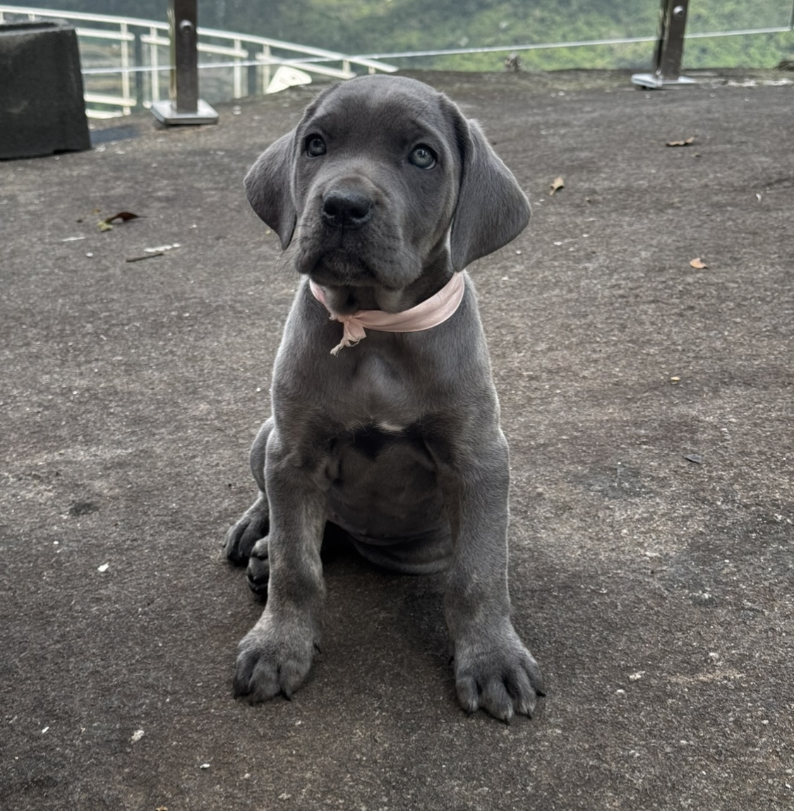 filhotes de Cane Corso Rio de Janeiro