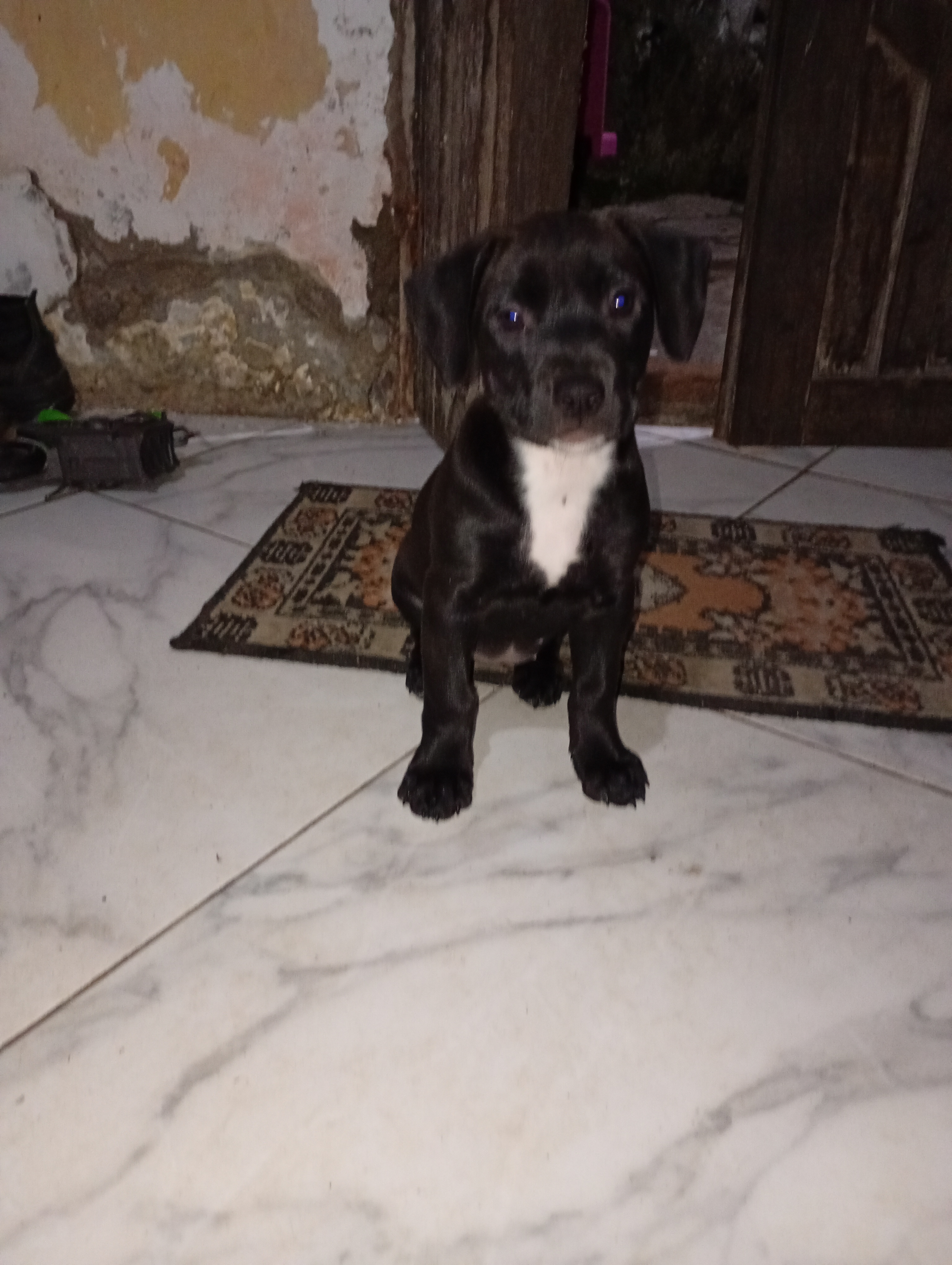 Cachorro Pitibu  - Foto 5