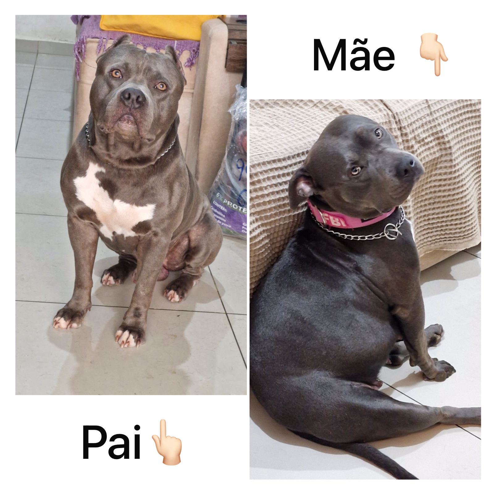 Portal Vendocão American Bully - 4 meses Rio das Ostras