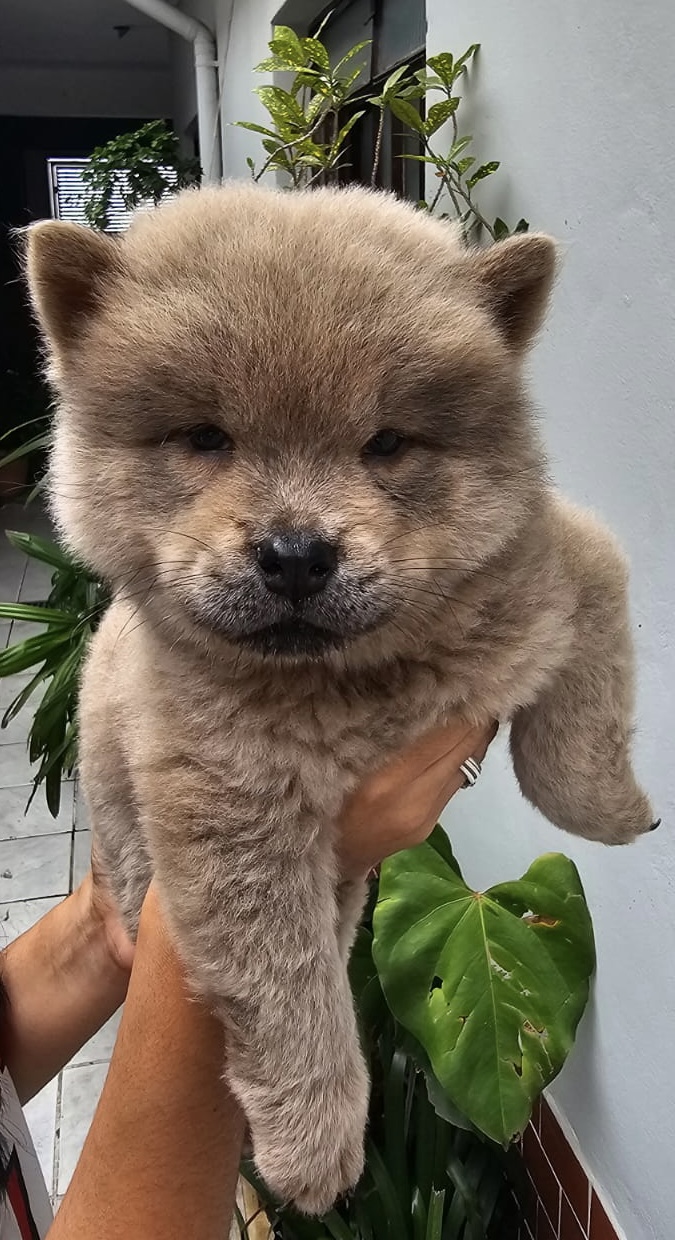 Portal Vendocão Filhotes de Chow chow para venda  São Paulo 