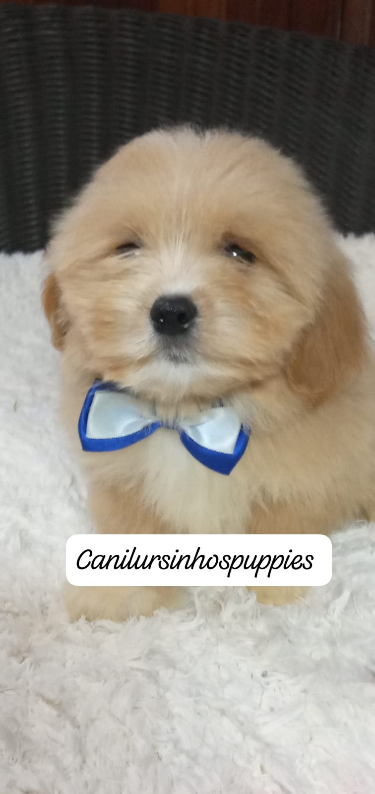 lhasa apso garanta hoje seu bebe #canilursinhospuppies  - Foto 1