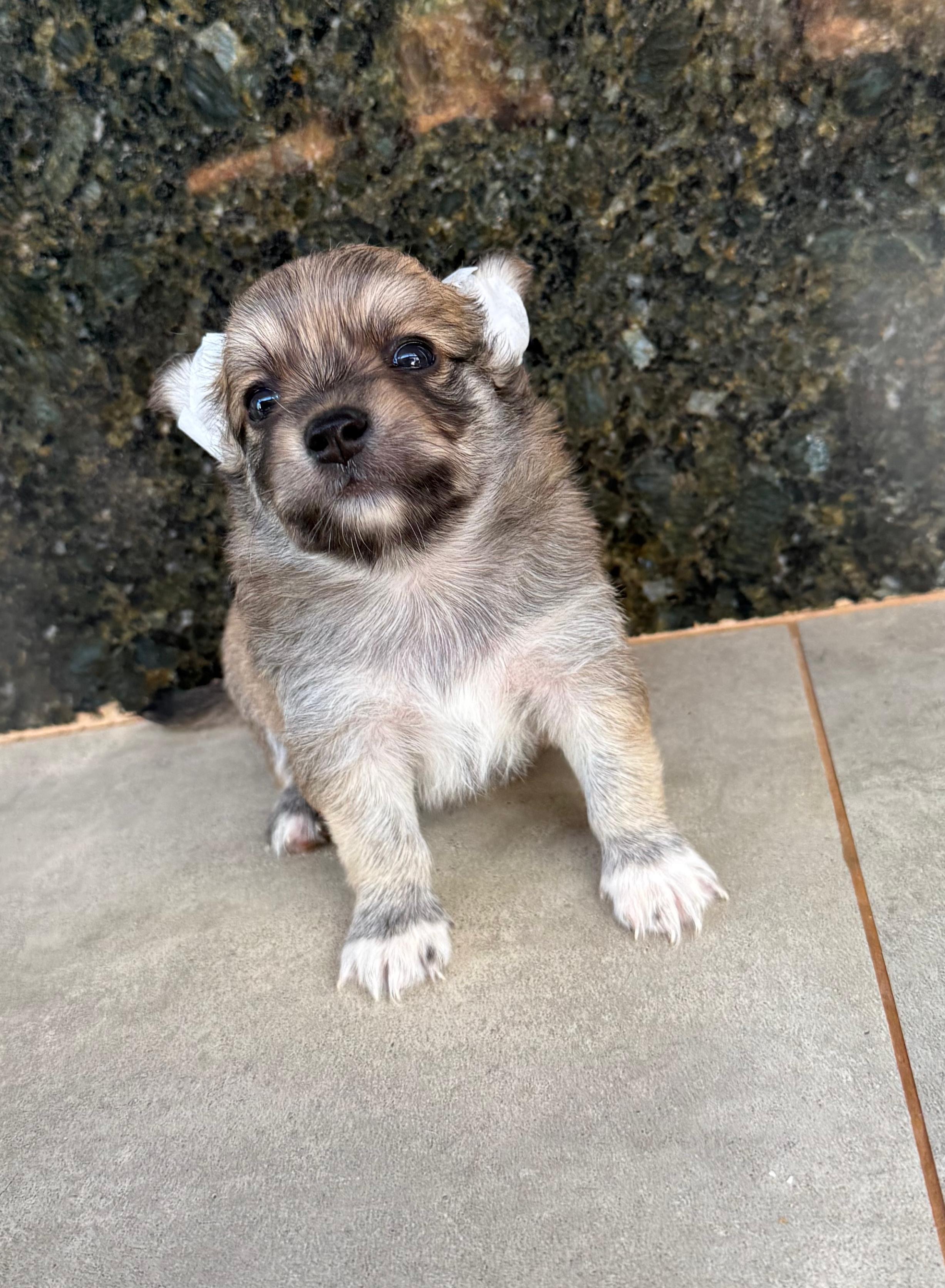 Portal Vendocão Vendem-se lindos Chihuahuas peludos Fernandópolis