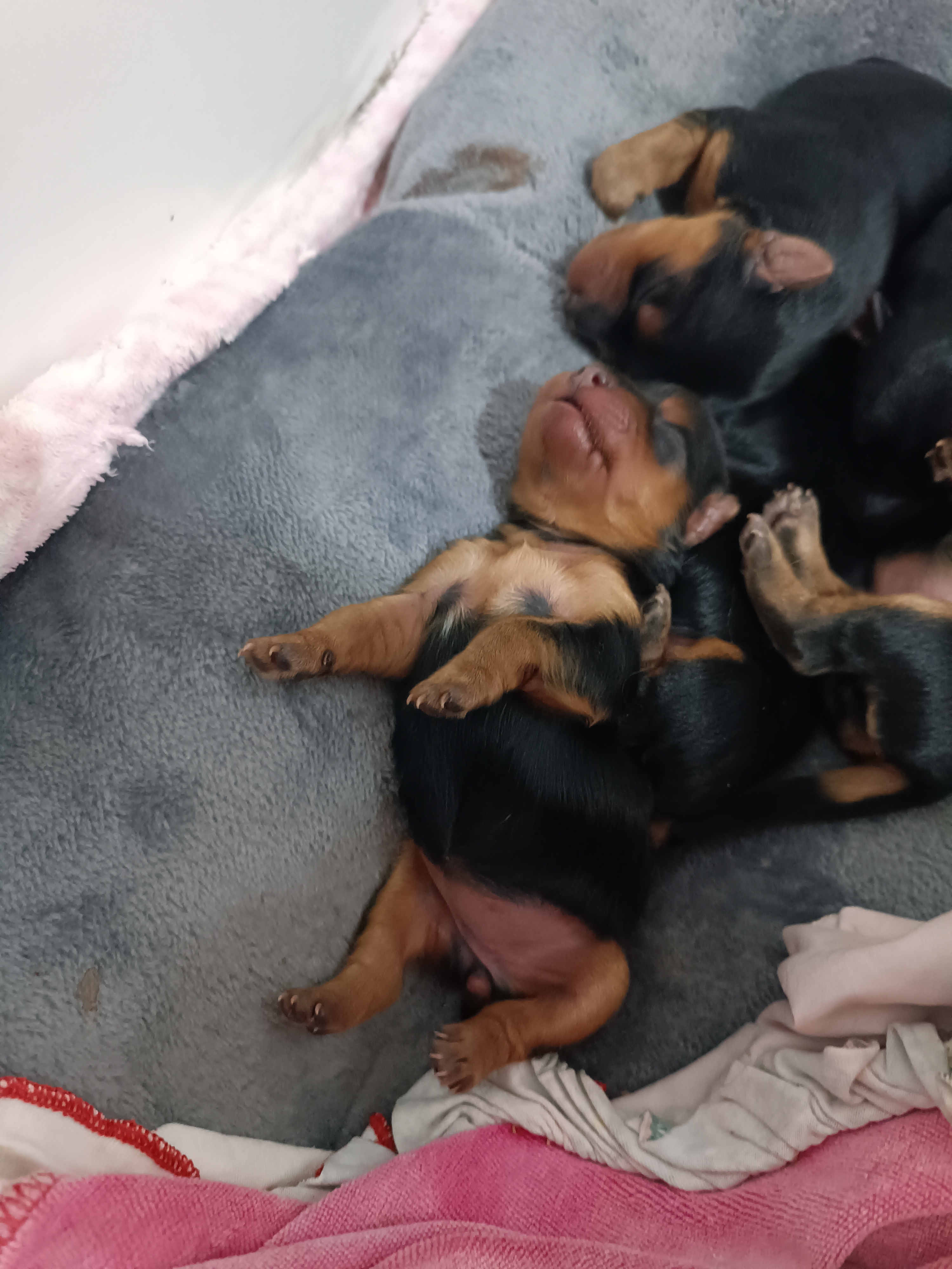 Portal Vendocão Yorkshire terrier  Palhoça