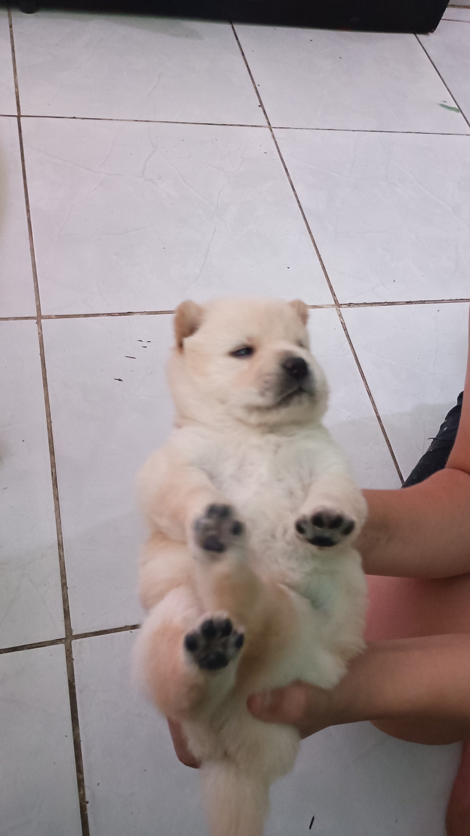 Filhotes de Chow Chow  - Foto 4