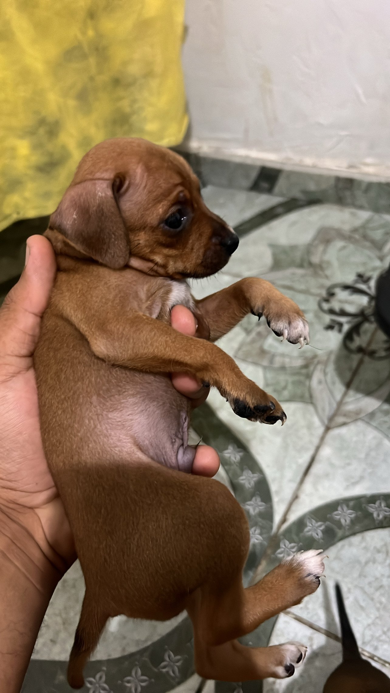 Filhotes de Pinscher!! - Foto 3