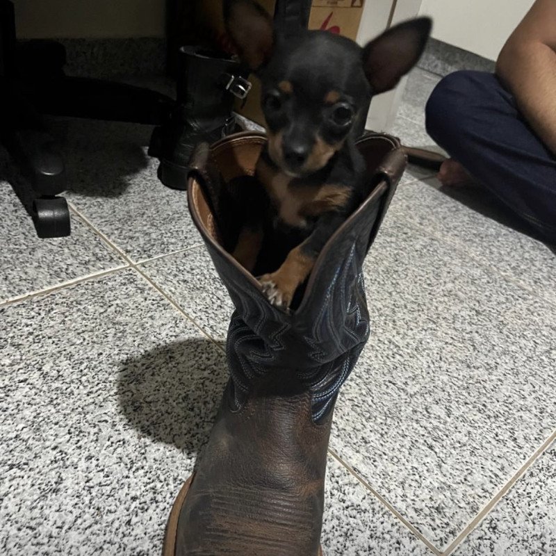 Vendo filhote pinscher fêmea. Vermeficada e primeira vacina. - Foto 1