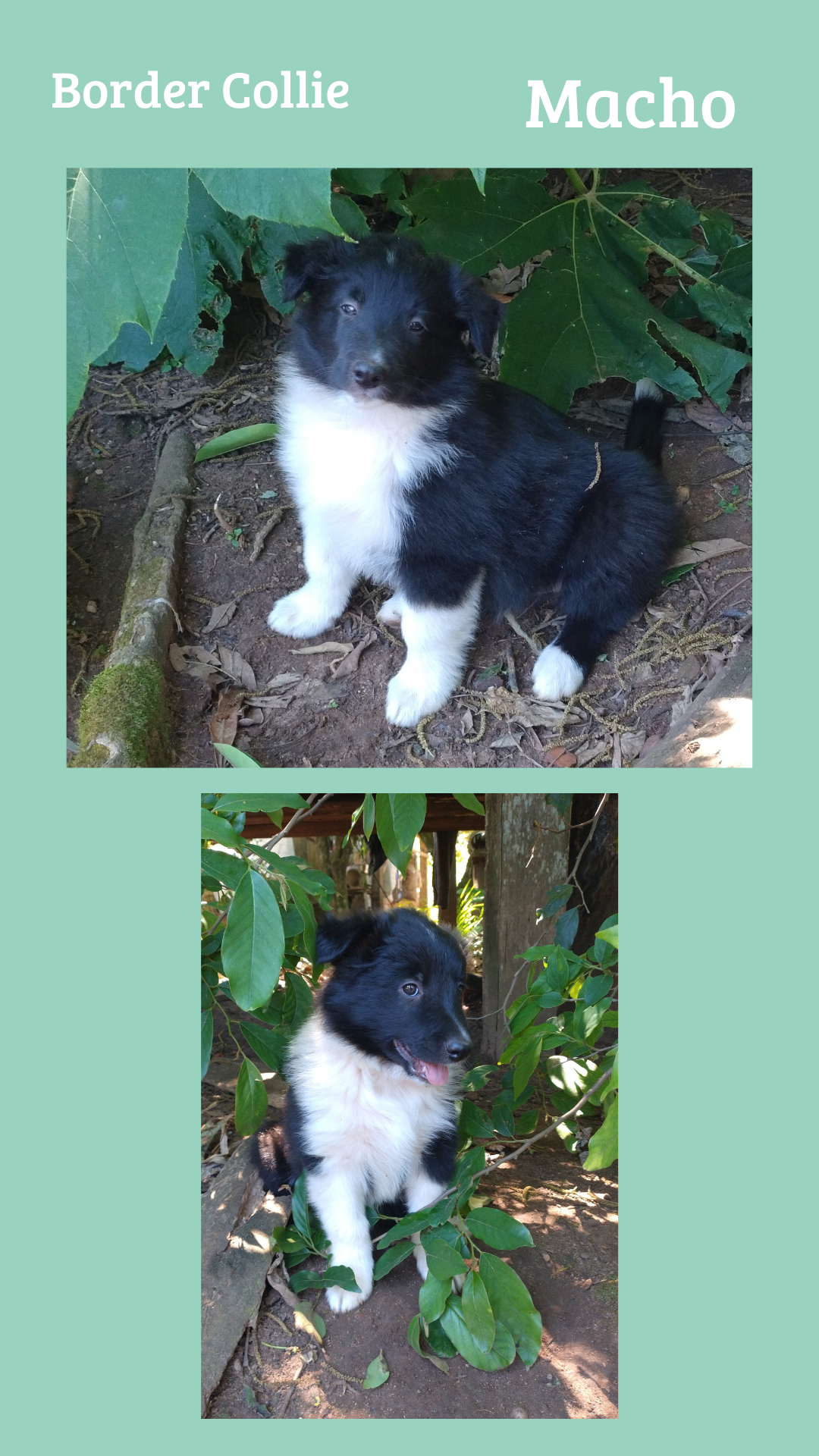 Portal Vendocão Venda de filhotes de Border Collie  Cachoeira do Sul