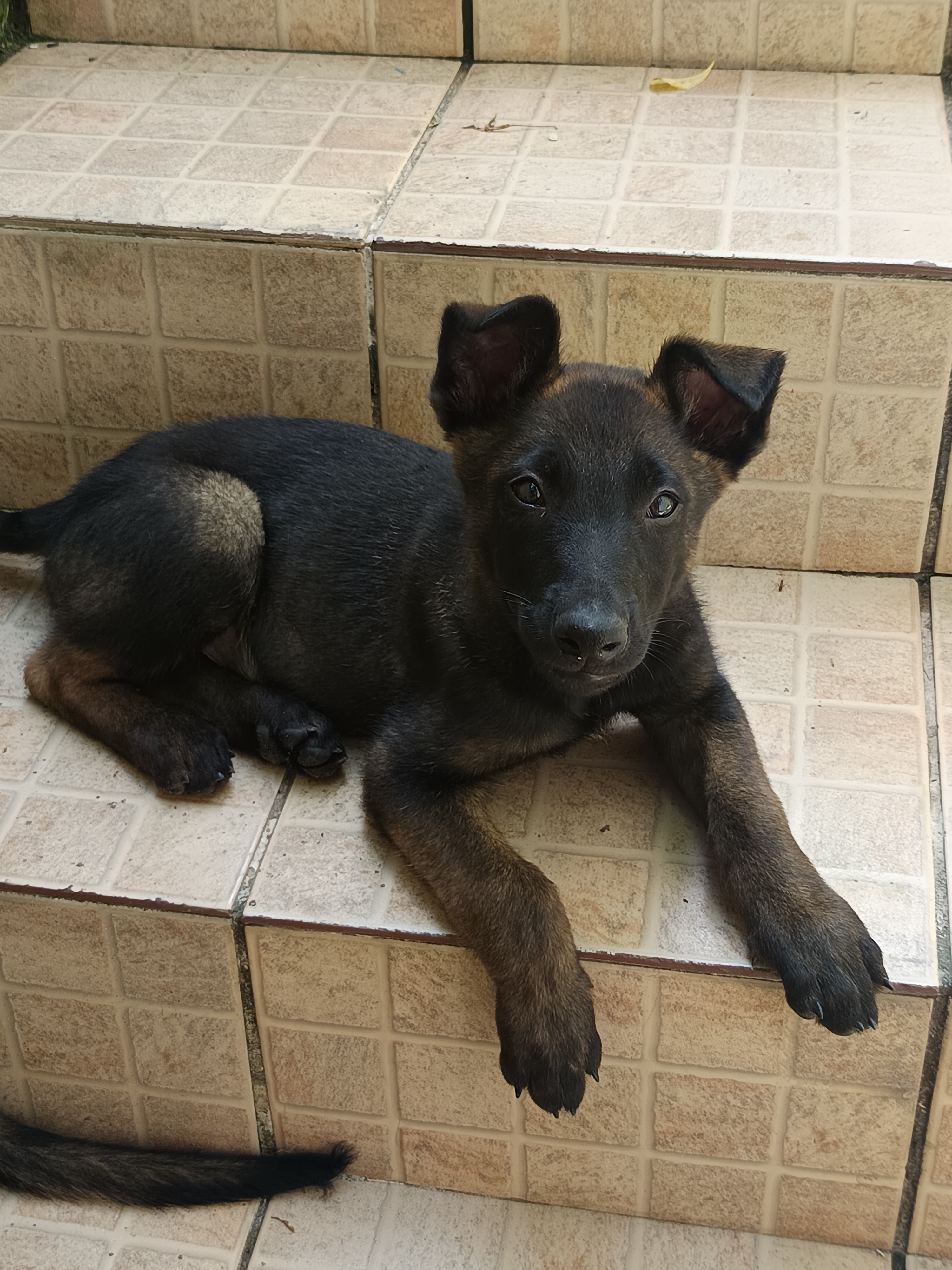 Portal Vendocão Vendo pastor malinois Porto Alegre
