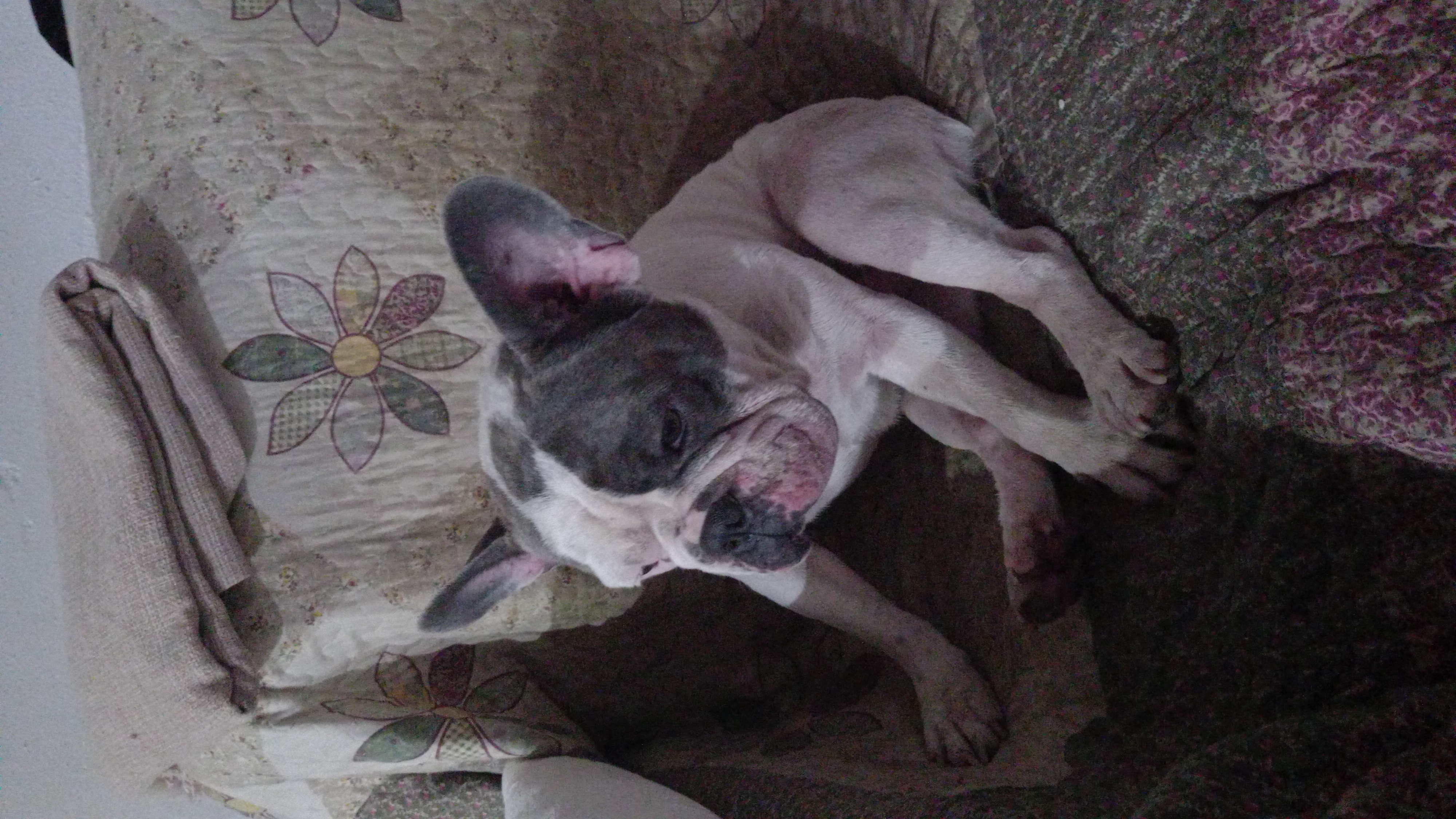 Portal Vendocão Bulldog Francês  Belo Horizonte