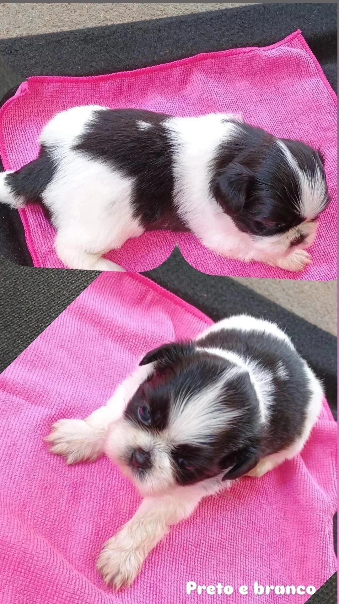 Raça shih Tzu - Foto 1