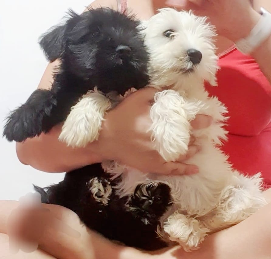 Portal Vendocão Belos Filhotes Schnauzer sumare