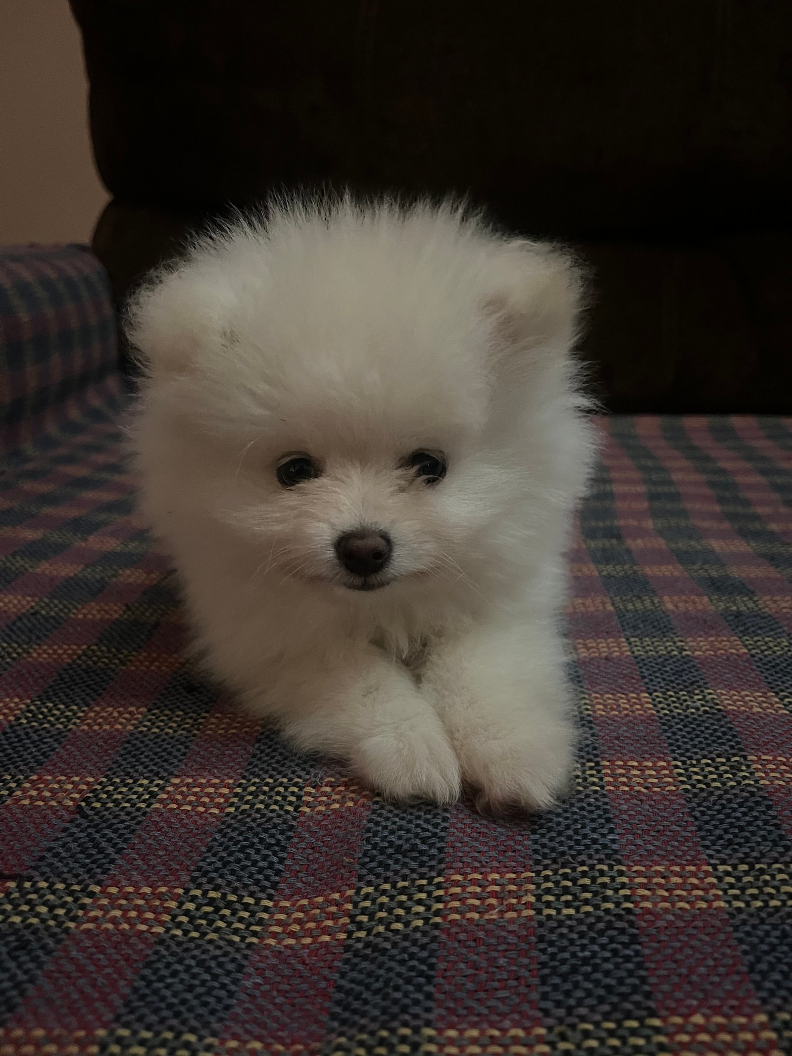 Spitz Alemão Anão ou Lulu da Pomerânia. - Foto 1