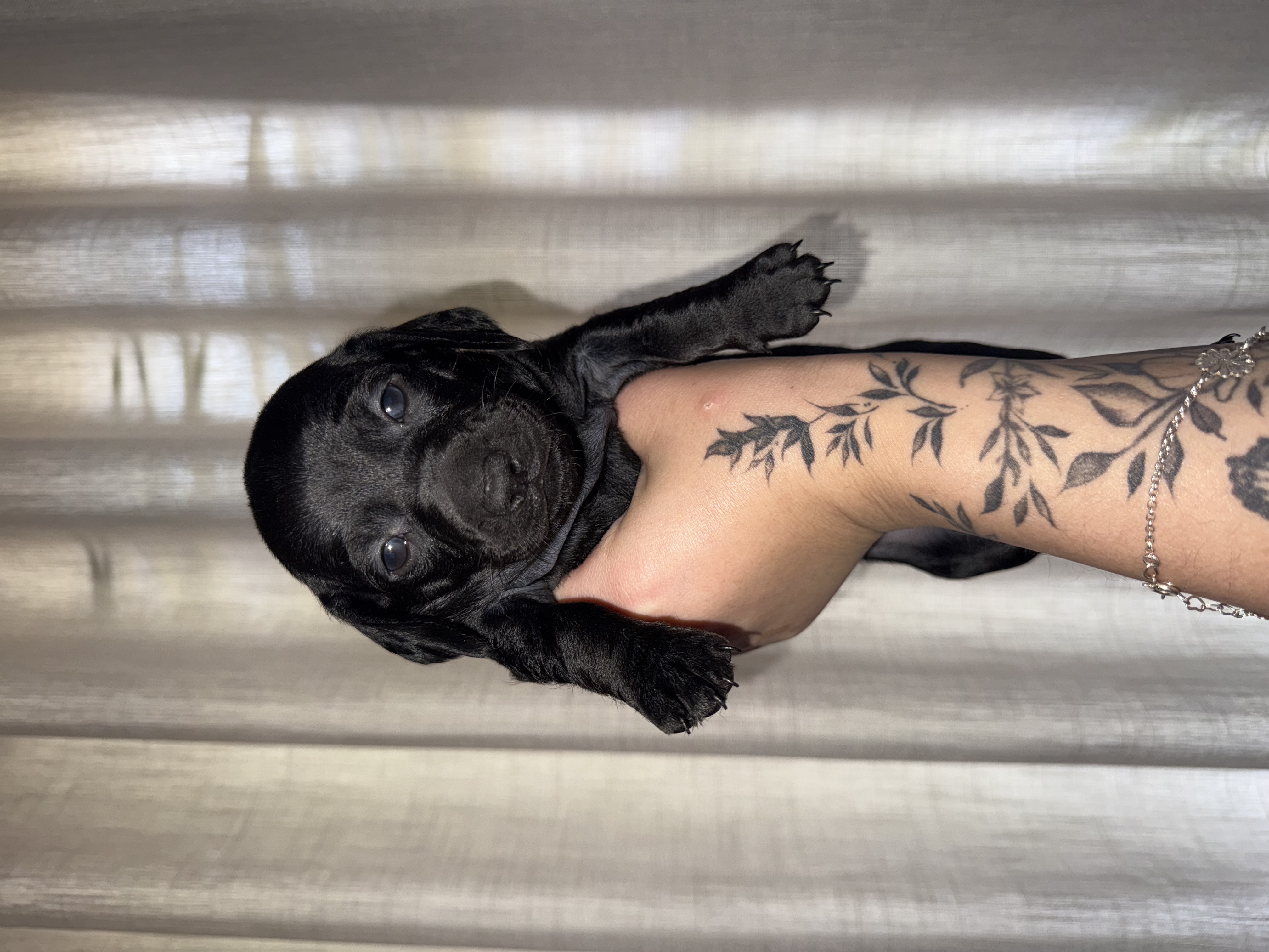 Portal Vendocão Vende-se basset  Contagem
