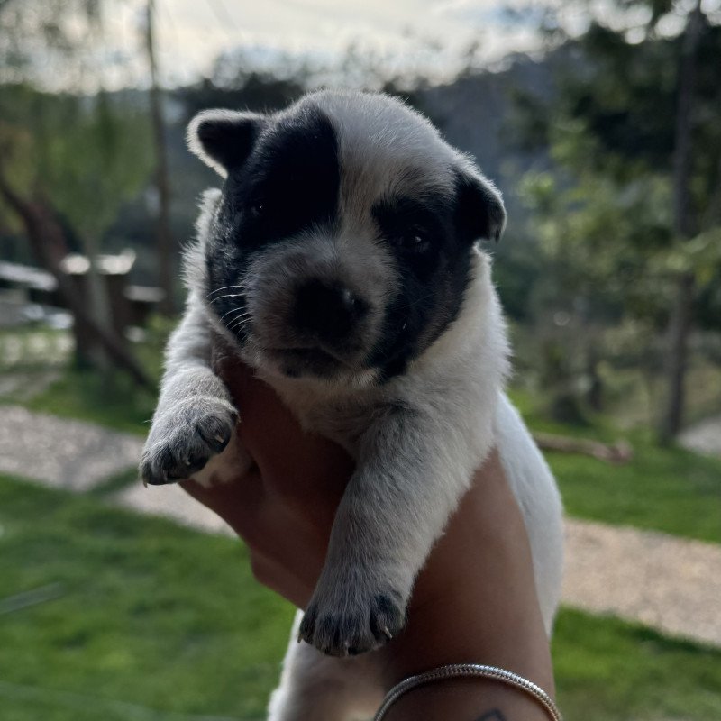 VENDO FILHOTE FÊMEA BLUE HEELER PURA