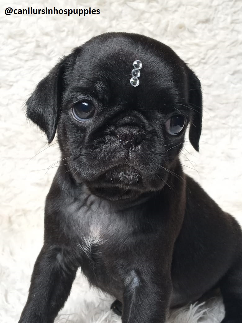 pug filhotes disponiveis #canilursinhospuppies  - Foto 3