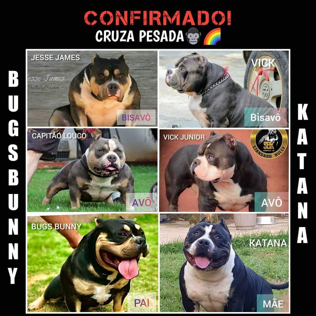 Portal Vendocão American Bully adulto  Senador canedo