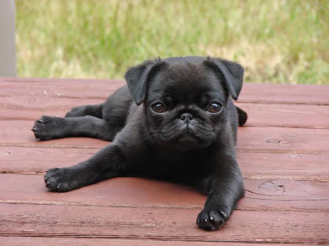 Portal Vendocão Vendo filhote de Pug ótima linhagem  Lupionópolis