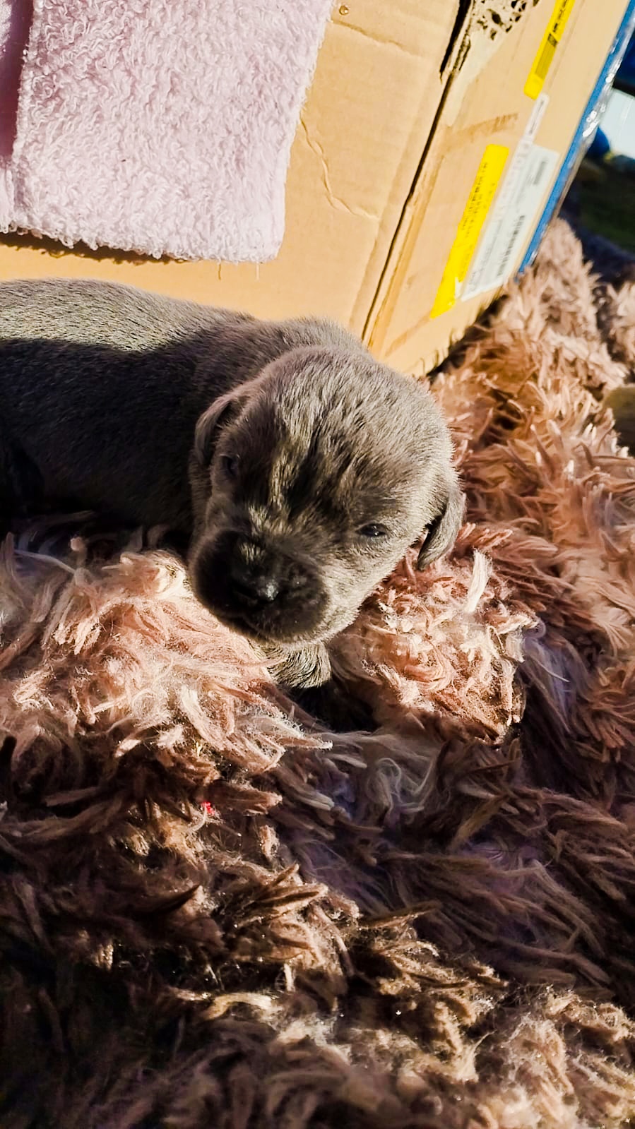 Portal Vendocão Filhotes de Cane Corso  Chopinzinho 