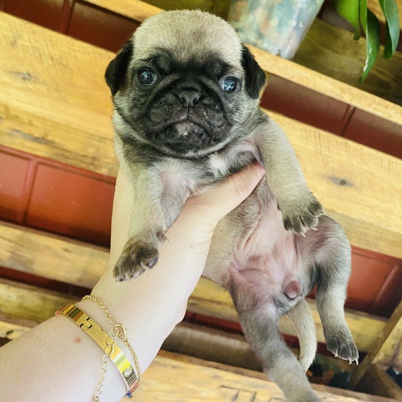 Lindos filhotes de pug abricot puros