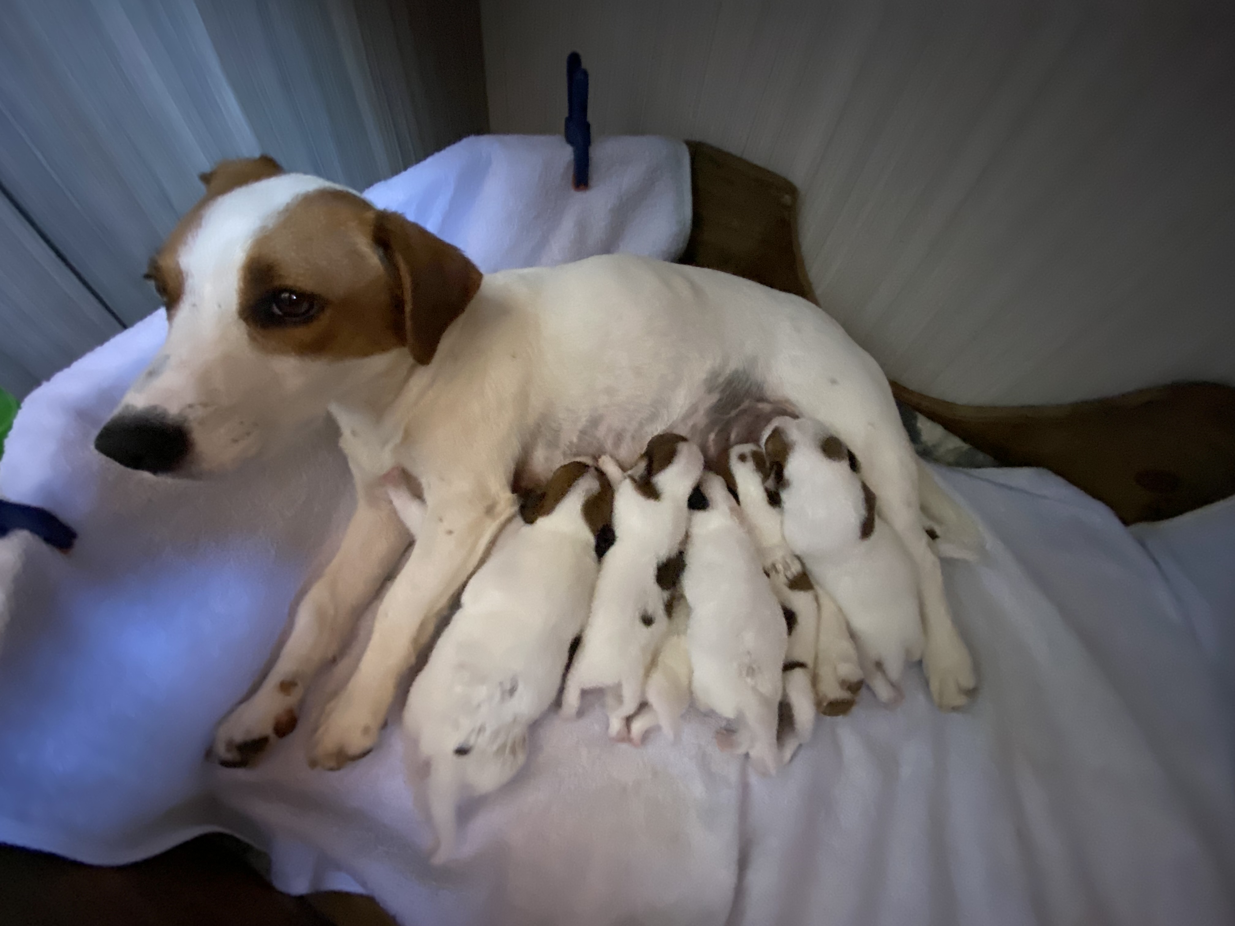 Portal Vendocão Filhotes de Jack Russell com pedigree Imbituba