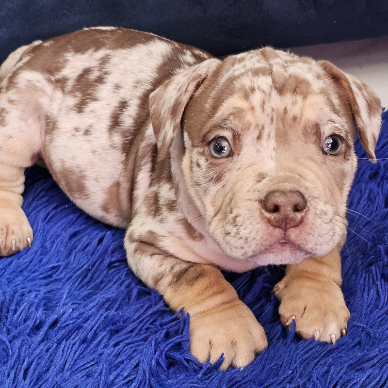 Filhotes de American bully poket disponível - Foto 1