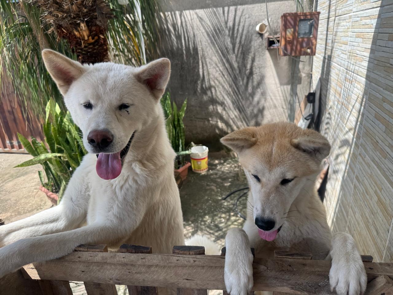 Título: Oportunidade Única: Lindo Casal de Akita Inu! 🐾
