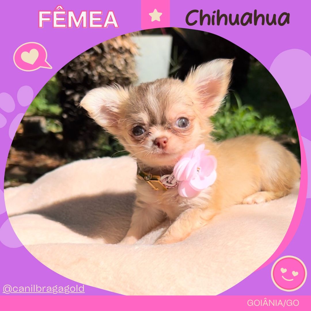 Portal Vendocão Venda de filhotes de chihuahuas com pedigree, alta genética , cães de luxo , minúsculos e vacinados ! Goiânia 