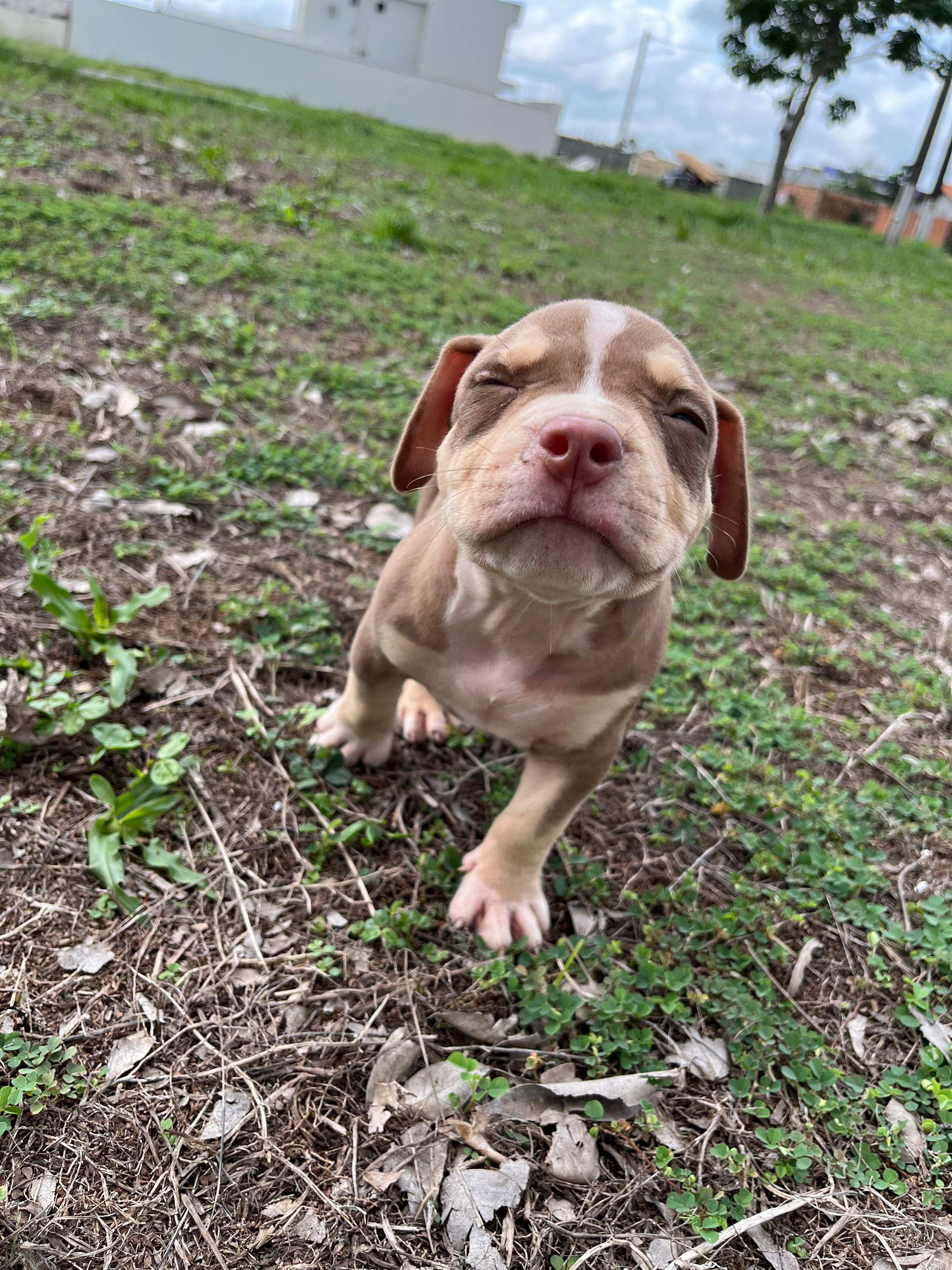 Portal Vendocão Filhotes AMERICAN BULLY Pocket Bragança