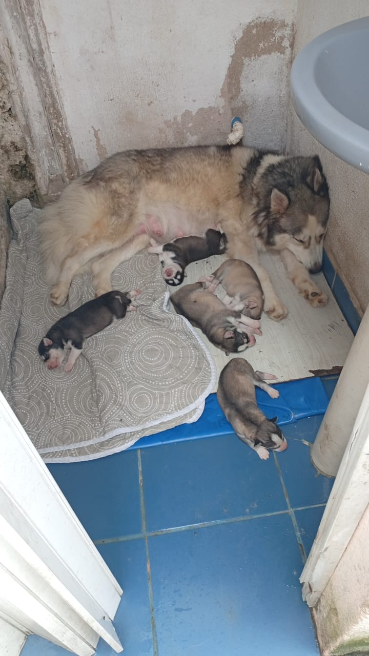 Filhotes de husky siberiano começo de janeiro  - Foto 2