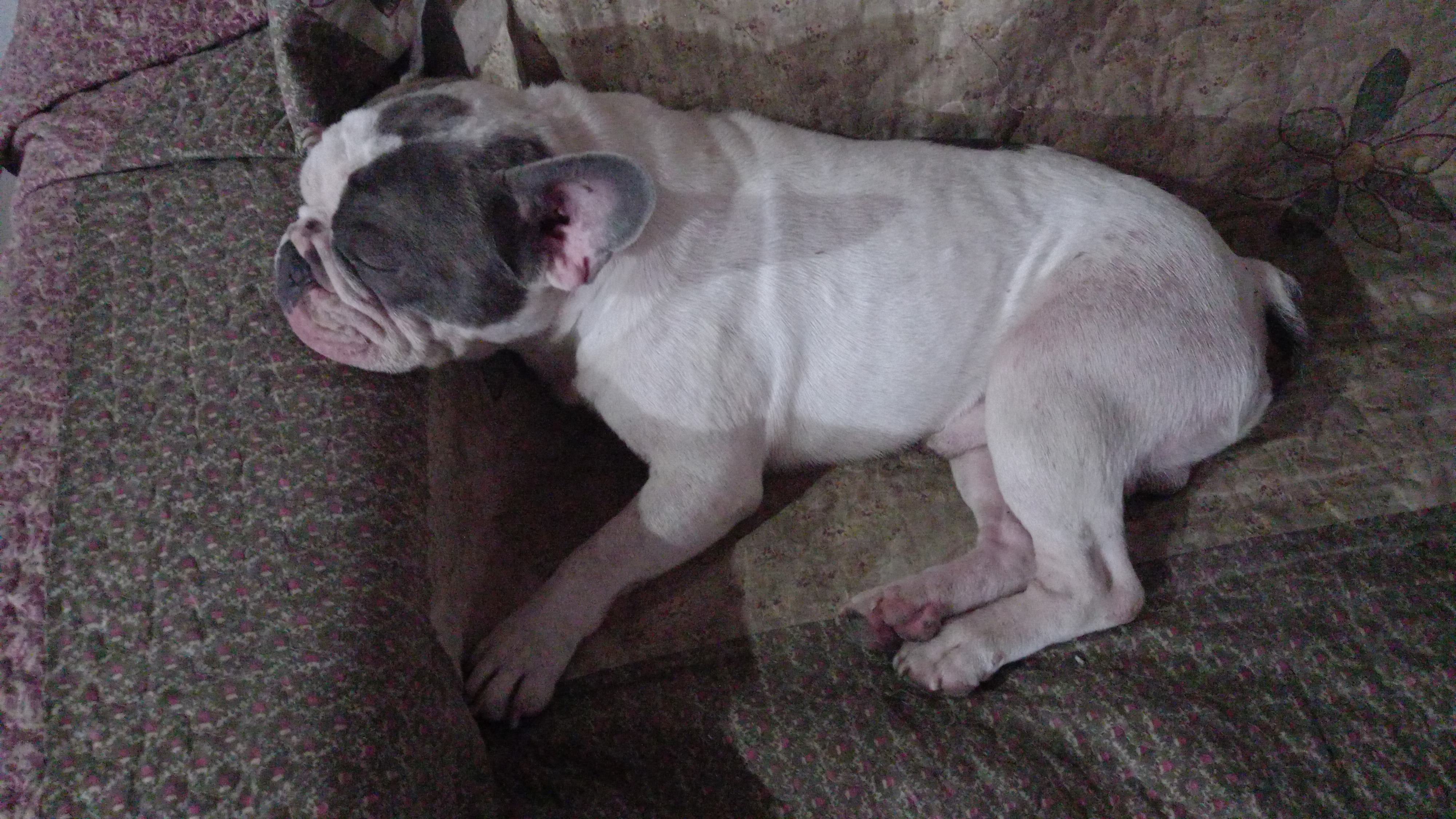 Portal Vendocão Bulldog Francês  Belo Horizonte