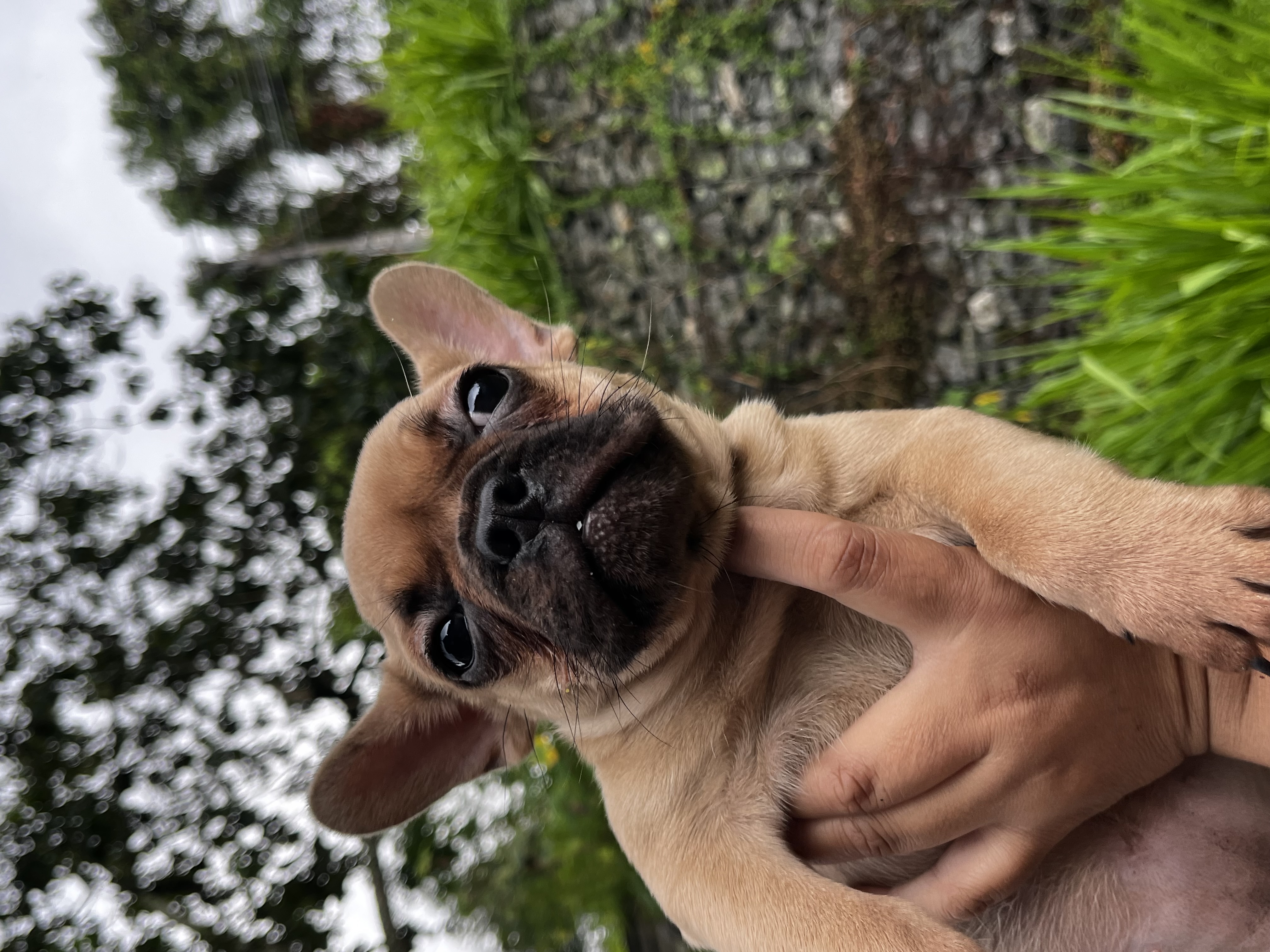 Portal Vendocão Buldogue francês fêmea  São Paulo 