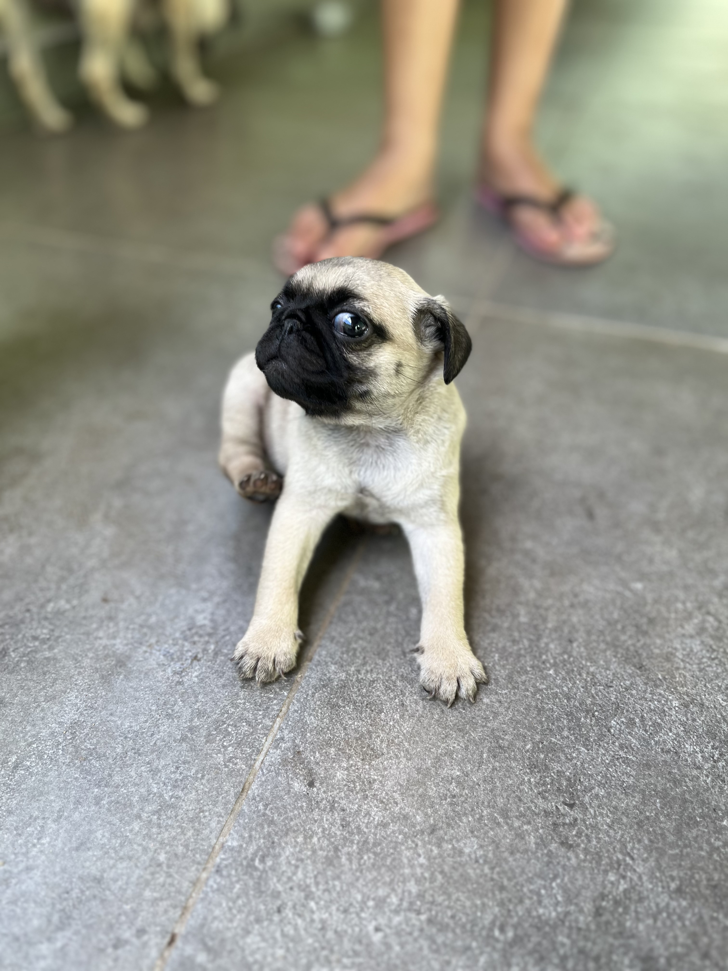 Portal Vendocão Vende-se filhotes de Pugs Mário Campos 