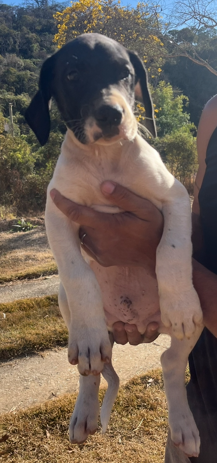 Portal Vendocão Filhote de Dogue Alemão  Jaboticatubas 