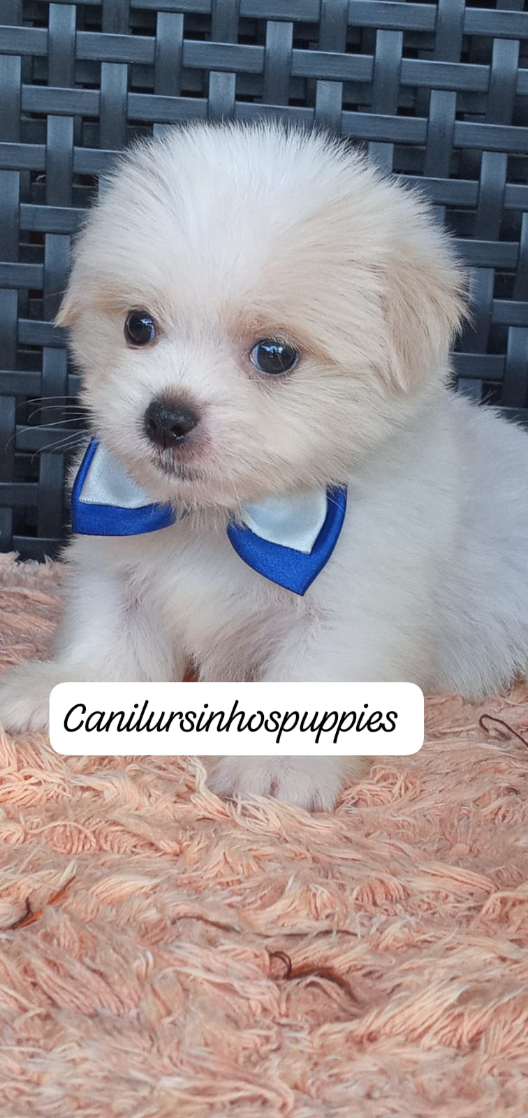 lhasa apso bebes pronta entrega #canilursinhospuppies  - Foto 3