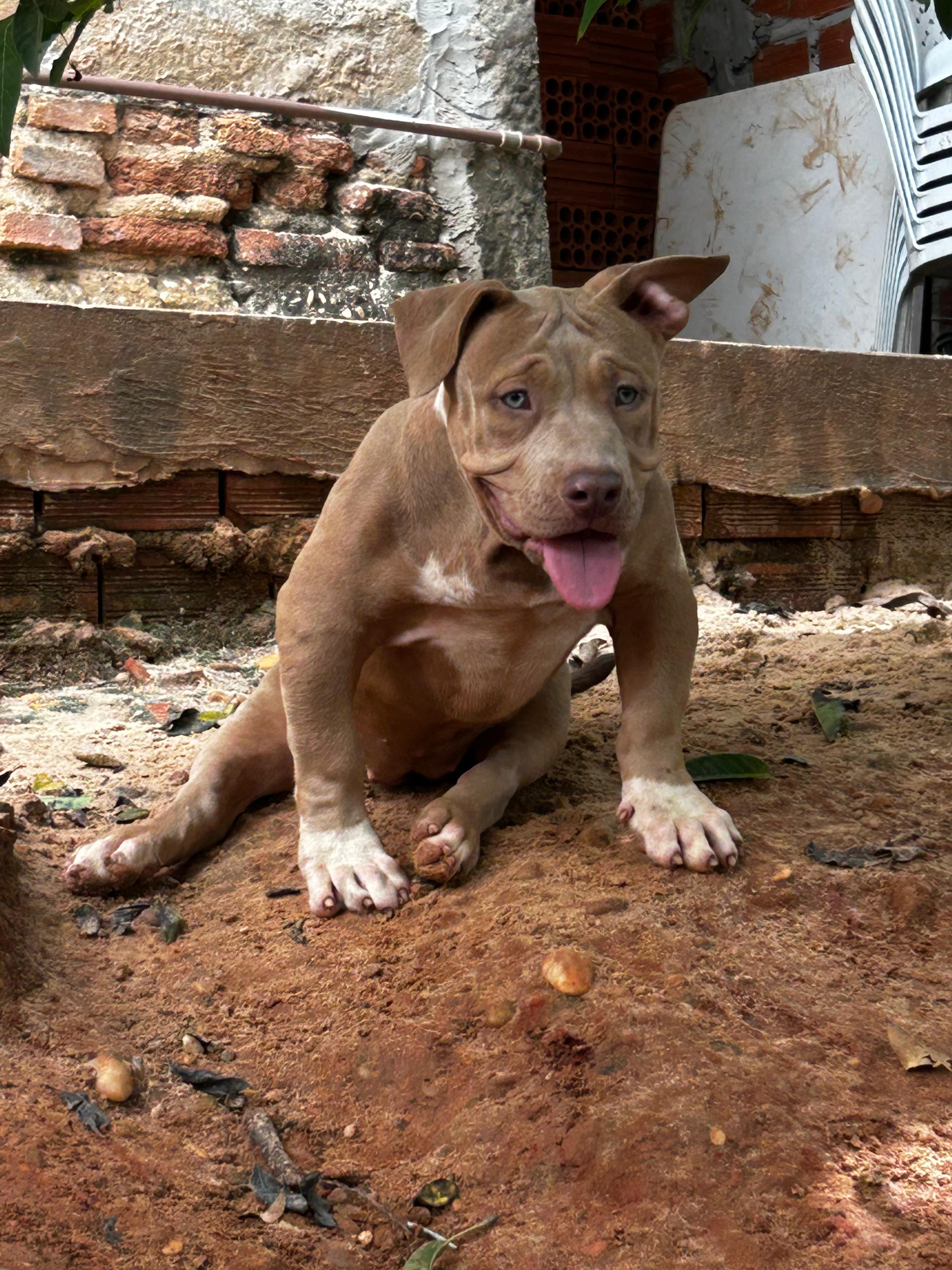 Portal Vendocão Filhotes Pit Monster (Brazilian Bull) Teresina