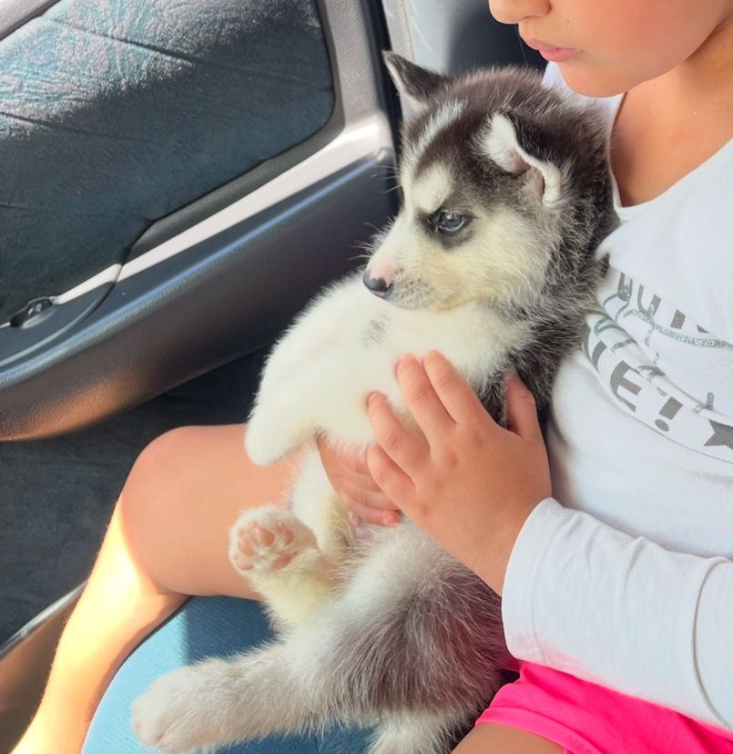 Portal Vendocão Husky siberiano filhote  Brasília 