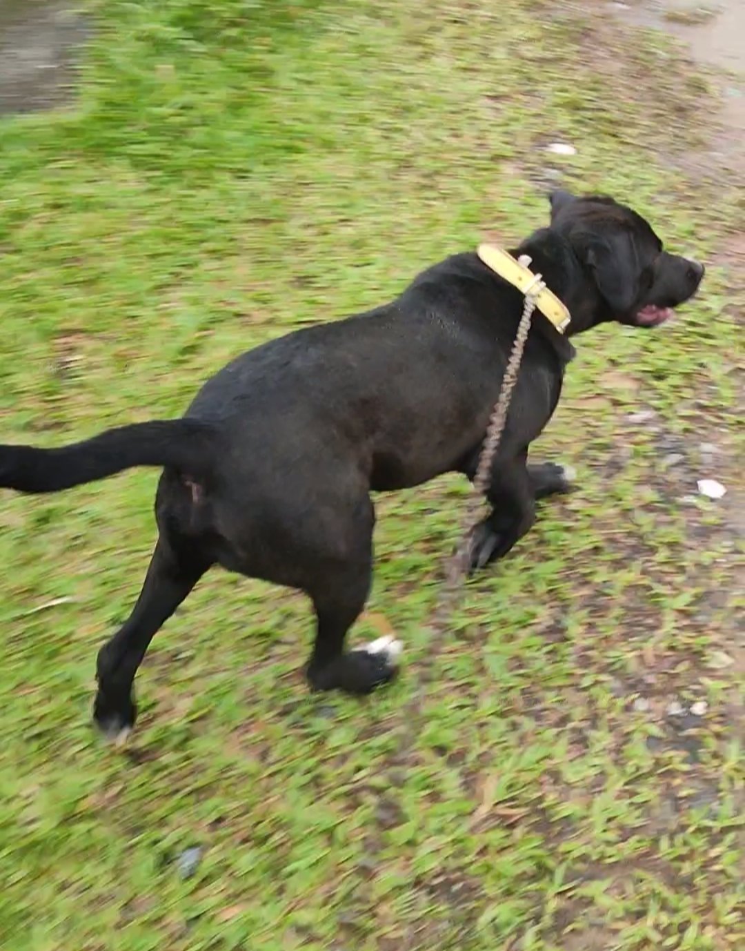 Vendo um cão de raça  - Foto 1