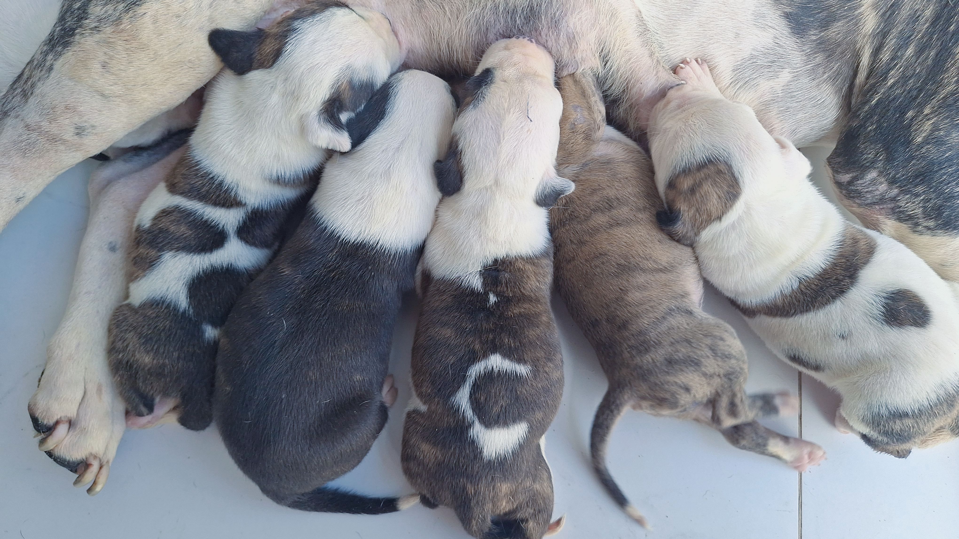 Portal Vendocão Vendo filhotes de pitbull  Timon