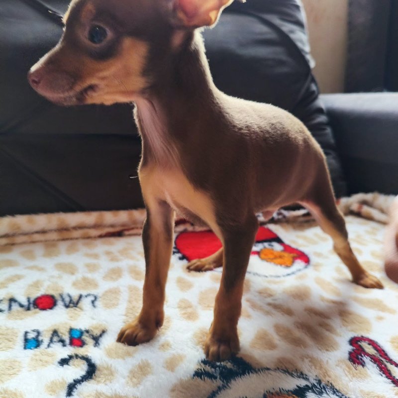 3 Machinho disponível