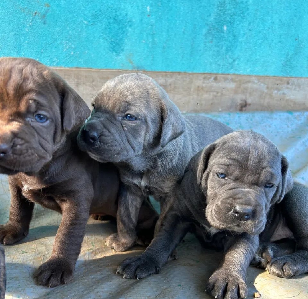 Cane corso - Foto 2