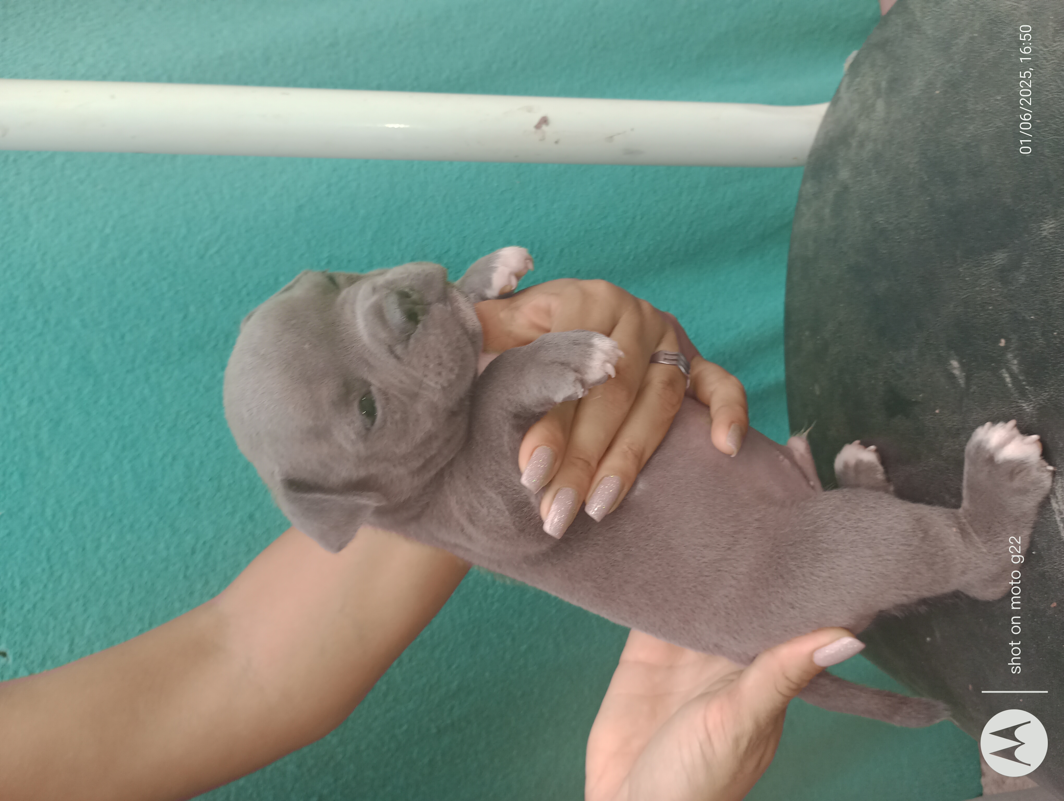 Portal Vendocão Filhote de American Bully  Paulista 