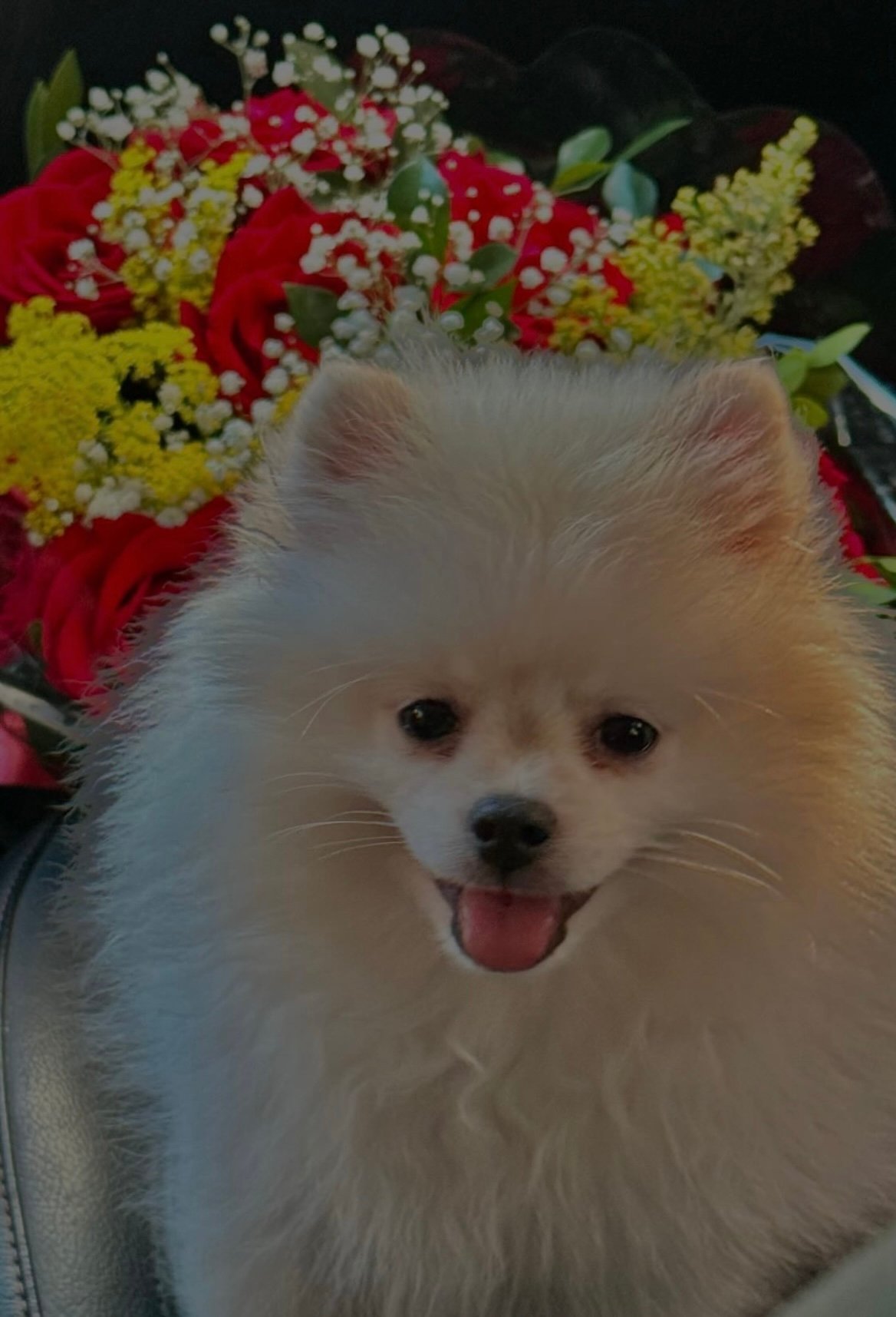 Spitz alemão  - Foto 1