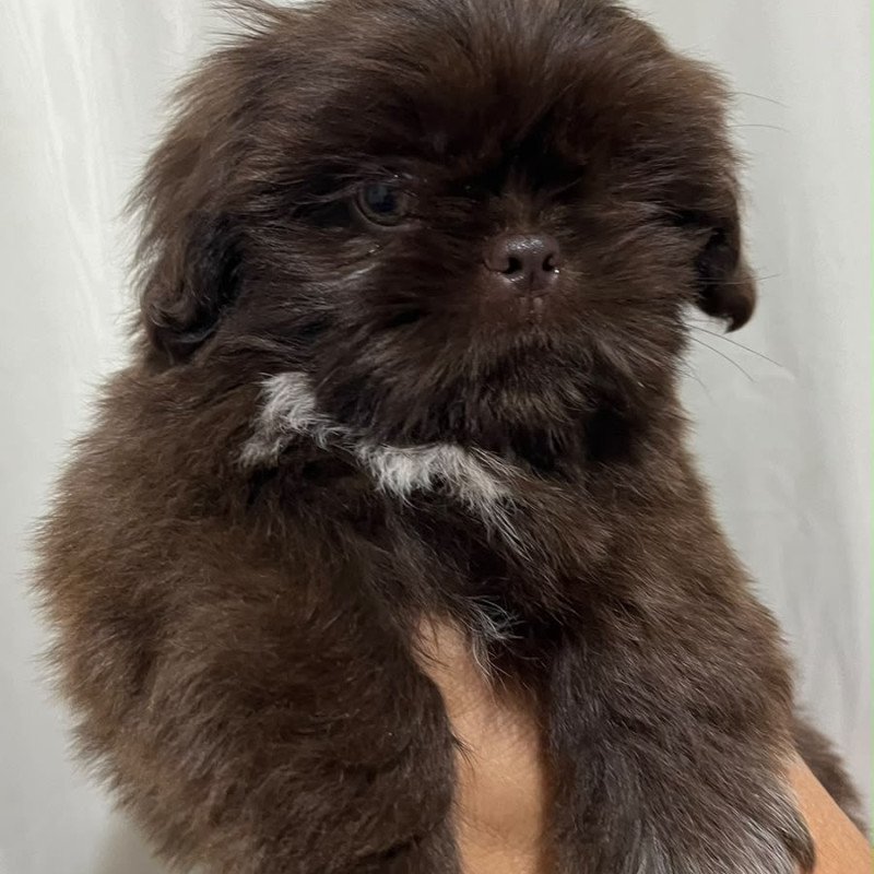 Shih Tzu Macho Chocolate - Foto 2