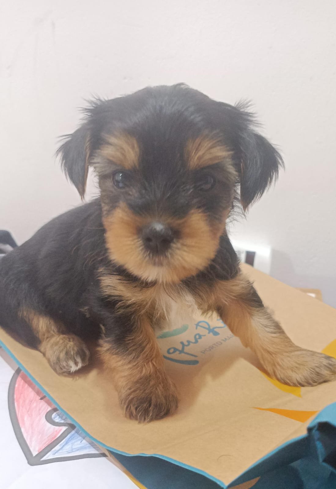 Vendo Yorkshire Terrier  - Foto 1