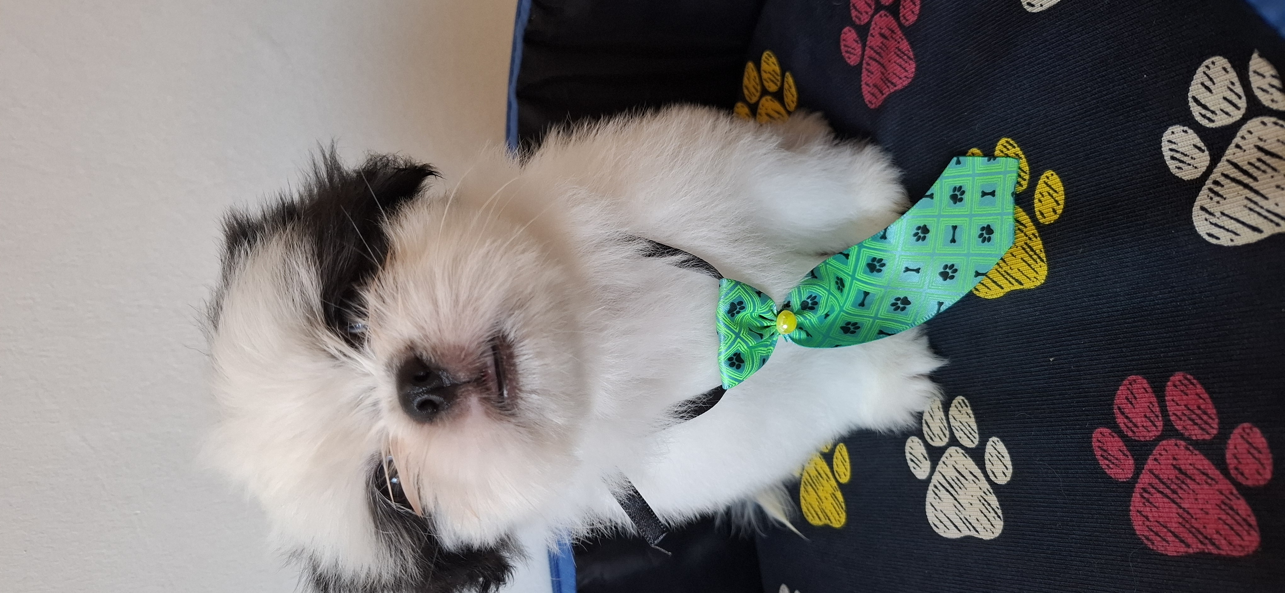 Portal Vendocão Filhotes de shitzu machinho  Porto Velho