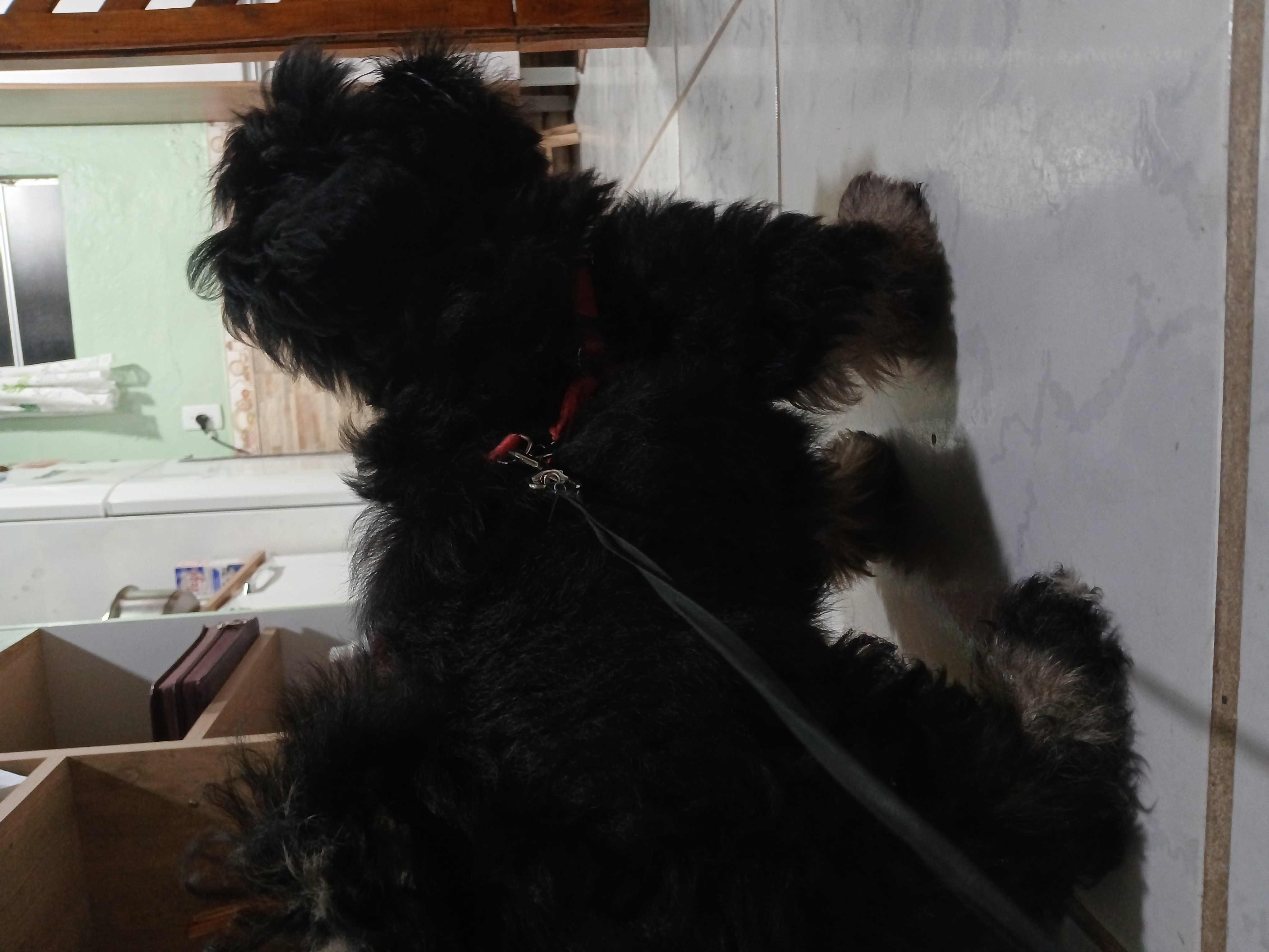 Lhasa apso preto MACHO - Foto 1